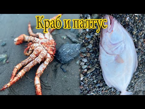 Видео: Краб и палтус | Отличная морская рыбалка 😍👍