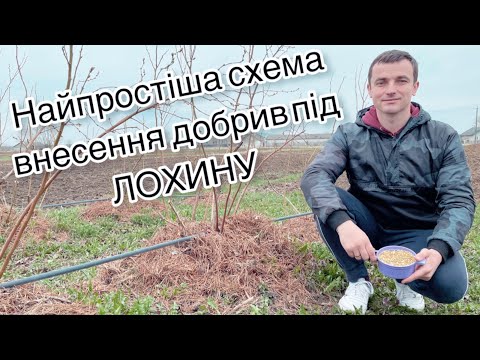 Видео: Найпростіша схема внесення добрив під лохину (голубику) 10.04.22