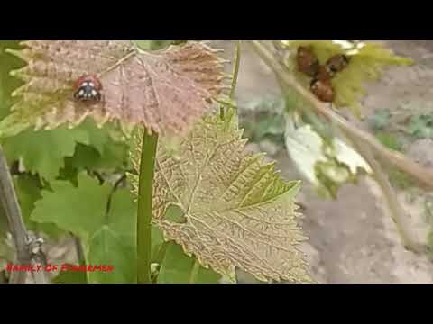 Видео: Как поймать медведку ( капустянку ) для ловли на сома