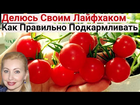 Видео: ВНИМАНИЕ! От Этого МЕЛКОГО НЮАНСА Зависит Весь Ваш Урожай! Море Помидор в Огороде на Балконе 2024
