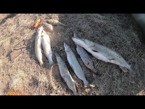 Видео: Ишим рыбалка на островах!! Женя трофея поймал!!!