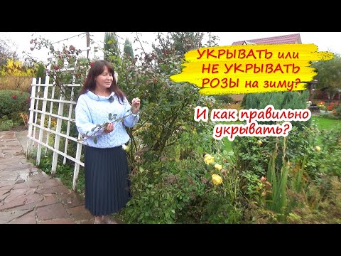 Видео: Как правильно укрыть розы на зиму? И можно ли не укрывать? Разбираемся!