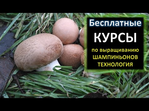 Видео: 🌿КУРСЫ ПО ВЫРАЩИВАНИЮ ШАМПИНЬОНОВ. Грибы! Технология выращивания. #DENLife