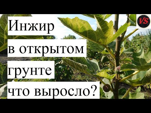 Видео: Инжир в открытом грунте и в суровом климате