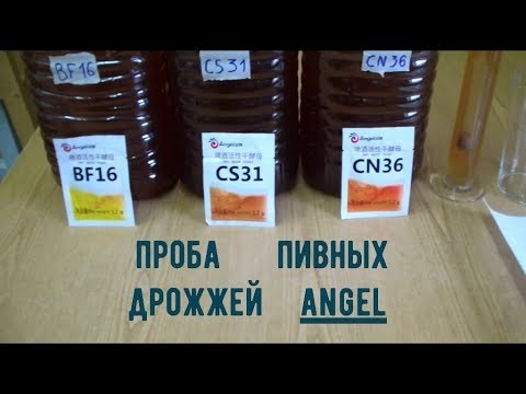 Видео: Пивные дрожжи Angel, Китай. Проба.