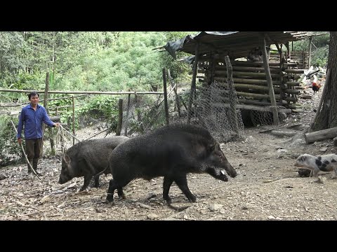 Видео: Возвращение кабана.  Роберт |  Зеленая лесная жизнь