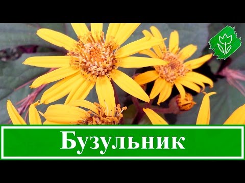 Видео: Цветок бузульник – посадка и уход, выращивание бузульника из семян в саду