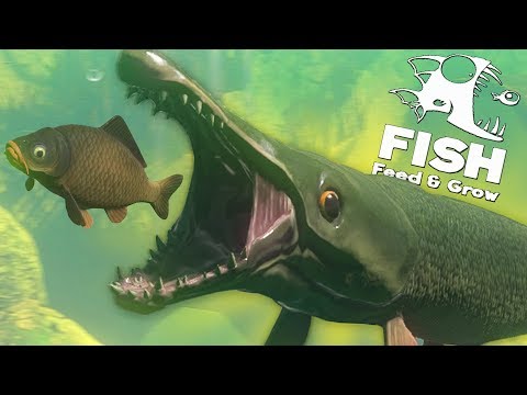 Видео: НОВАЯ РЫБА АЛЛИГАТОР ОХОТИТСЯ НА КАРПОВ! ОБНОВЛЕНИЕ! | Feed and Grow Fish