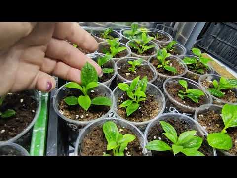 Видео: Как устроены мои стеллажи для черенков гортензии🌿 Подсветка