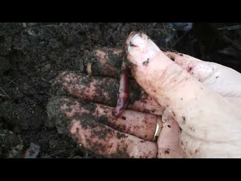 Видео: Проверка уличного бурта с Дендробеной