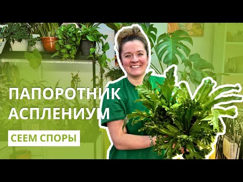 Видео: Сеем споры: папоротник асплениум
