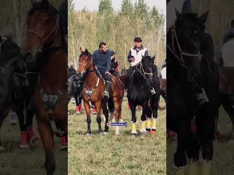 Видео: 11 ноября 2025 г.