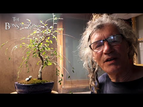 Видео: Обрезка китайского вяза, Зона бонсай, октябрь 2025 г.