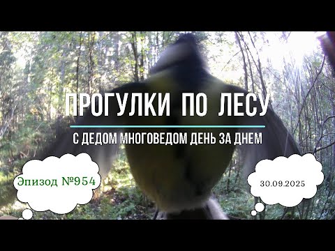 Видео: Прогулки по лесу. День за днем с дедом Многоведом. 30 сентября 2025г. Эпизод 954.