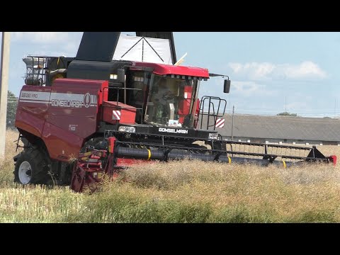 Видео: Уборка Рапса. Новым комбайном  GOMSELMASH GS12A1 PRO