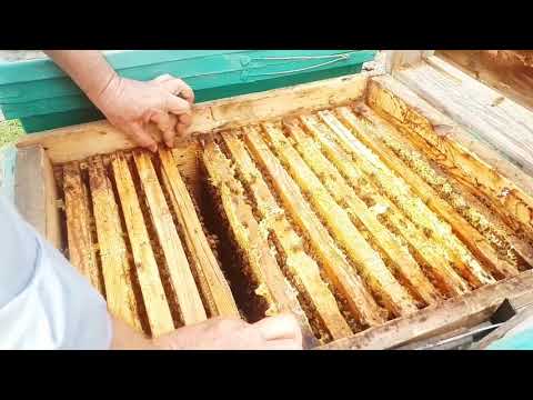 Видео: Бал ара Шаруашылығы