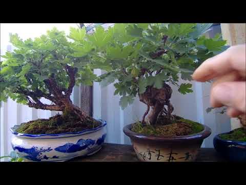 Видео: Бонсай и заготовки на улице лето 2022 год часть 3 Bonsai and blanks on the street summer 2022 part 3