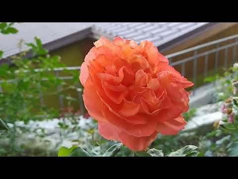 Видео: Розы/Оранжевые цвета и оттенки/розы с названиями