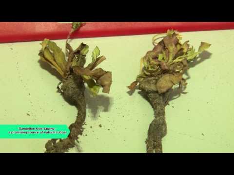 Видео: Кок сагыз