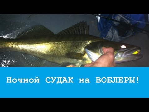 Видео: Ночной судак на воблеры: темная охота!