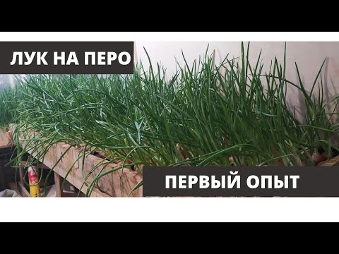 Видео: БИЗНЕС В ПОДВАЛЕ (ЛУК НА ПЕРО) дополнительный доход!