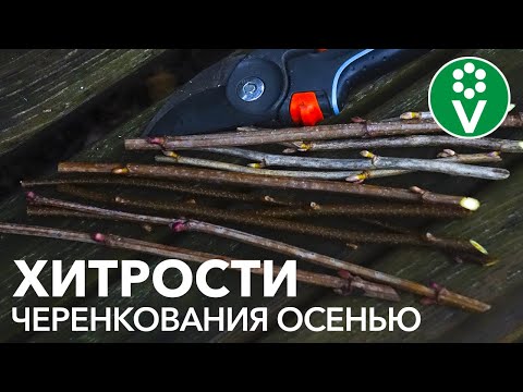 Видео: Размножение СМОРОДИНЫ ЧЕРЕНКАМИ осенью. Получится у каждого!