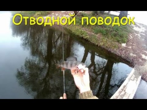 Видео: ОТВОДНОЙ ПОВОДОК - особенности и тактика ловли поздней осенью