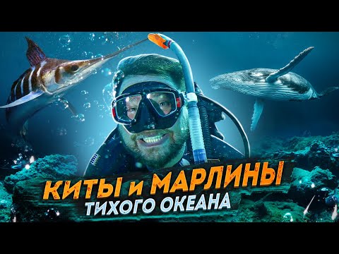 Видео: Киты и Марлины Тихого Океана. Whales and marlins of the Pacific Ocean