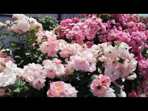 Видео: Лето🌞 Розы🌹 2023 год. Сорта #Ангела, #Астрид Линдгрен, #Пьер де Ронсар, #Шато Барберолис и др...