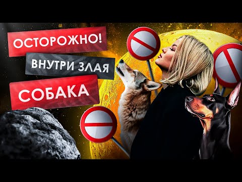 Видео: «Осторожно, внутри злая собака»