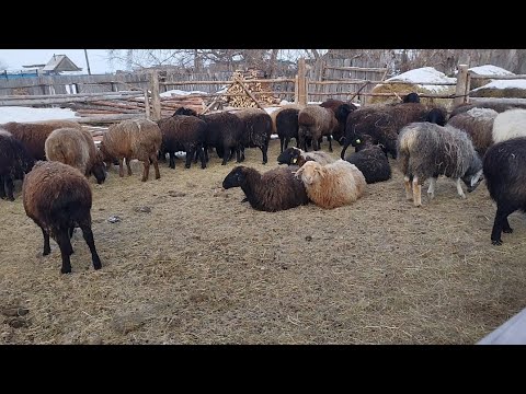 Видео: Рулон шөп, Сиырлар мен қойлар