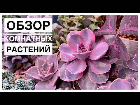 Видео: Мои комнатные растения