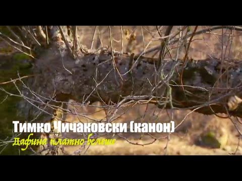 Видео: Тимко Чичаковски (канон) - "Дафина платно белеше"