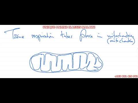 Видео: Класс 4 Биология – Дыхательная система человека (классная)