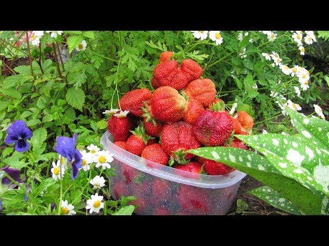 Видео: Начинаем борьбу с ранней весны  Как уничтожить земляничного клеща