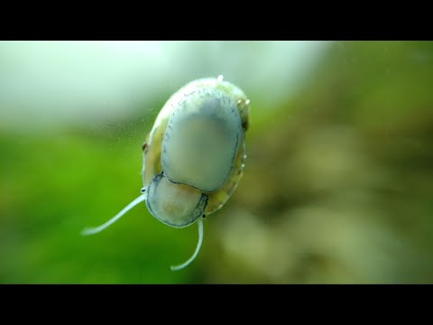 Видео: Теодоксус размножение в аквариуме.Theodoxus reproduction