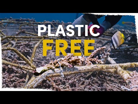 Видео: Мы нашли альтернативу пластиковым стяжкам для восстановления кораллов | VLOG
