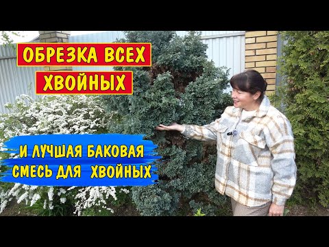 Видео: Как обрезать тую, елку, сосну, пихту, тис, лиственницу, кипарисовик, можжевельник?