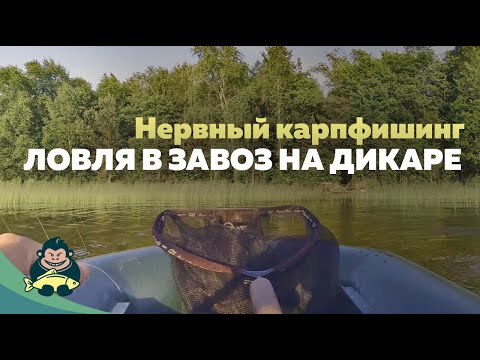 Видео: "Матерная" рыбалка, как нельзя ловить карпа в завоз. Дикий карпфишинг.