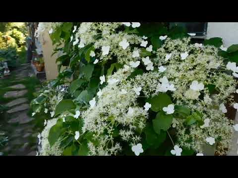 Видео: Мой сад всегда красив..всегда в цвету.Приглашаю на проглку.