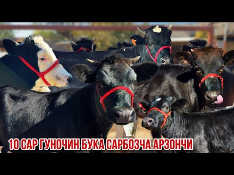 Видео: Барои Сарбозча ахсан ки хело нархои арзон кард 👍 30 октября 2025 г.