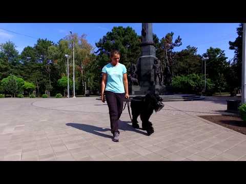 Видео: Норматив BH/VT "Собака-компаньон".