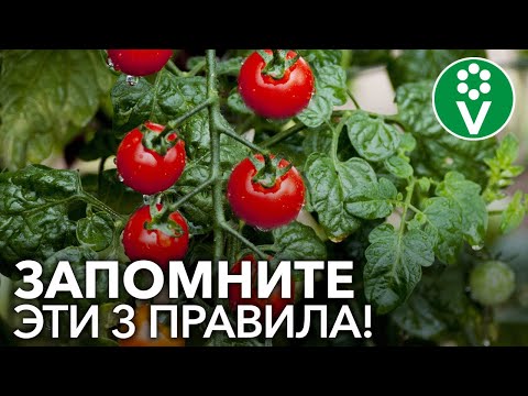 Видео: Как вырастить ТОМАТЫ В КОНТЕЙНЕРАХ и ВЕДРАХ?