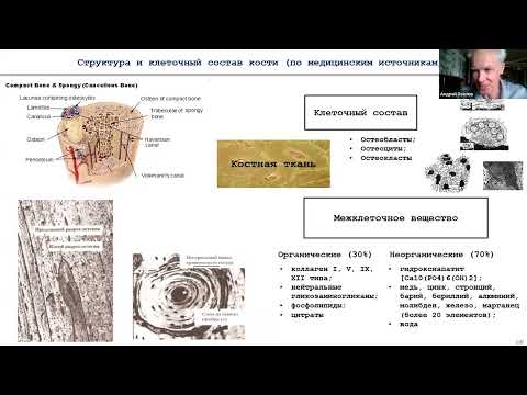 Видео: 40. Л.Б. Маслов. Моделирование регенерации костной ткани