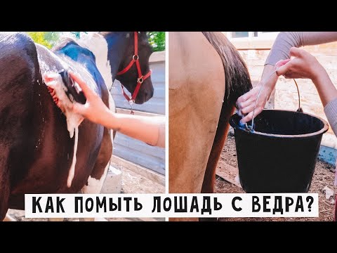 Видео: Как мыть лошадь? VLOG / Уход за лошадьми