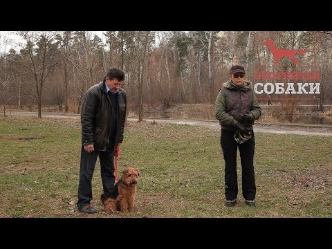 Видео: Охотничьи собаки. 19 серия. Вельштерьер