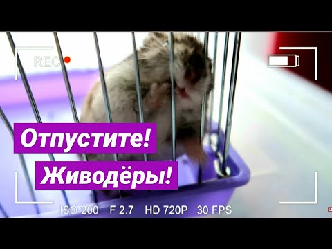 Видео: ПОЛГОДА НЕ УБИРАЛА У ХОМЯКА😱