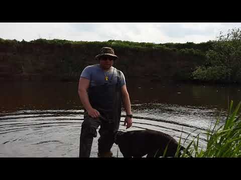 Видео: Что делать, если собака не умеет плавать. Как научить собаку плавать