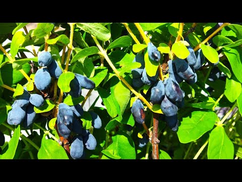 Видео: Очень урожайные сорта жимолости Индиго Джем и Хоней би в Беларуси Витебская область