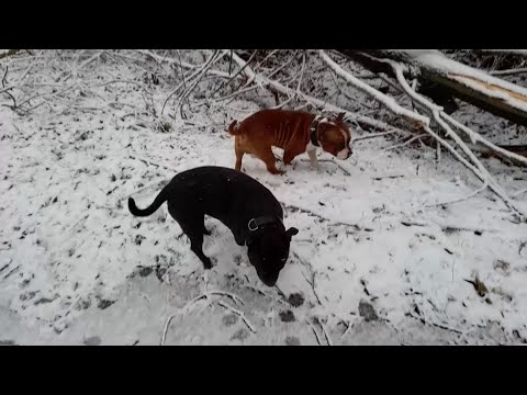 Видео: Стаффордширские бультерьеры носятся по снегу.